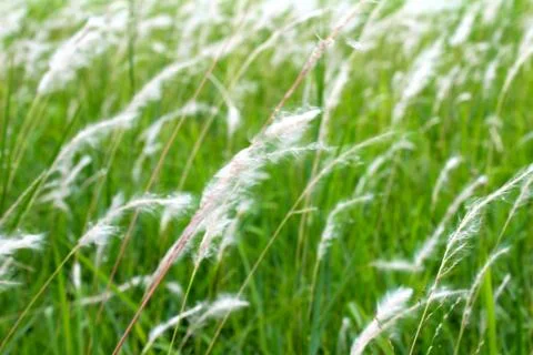 Grass Stock Photos