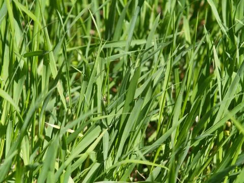 Grass Stock Photos