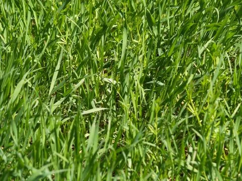 Grass Stock Photos