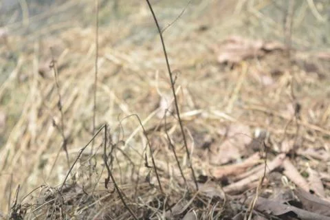 Grass Stock Photos