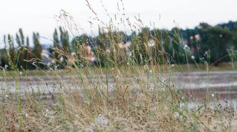 The grass Stock Photos