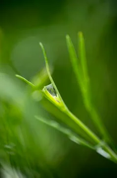 Grass Stock Photos