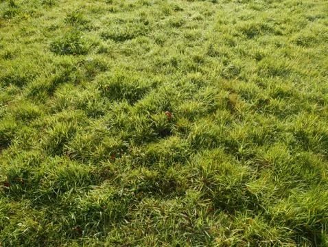 Grass Fotos Stock