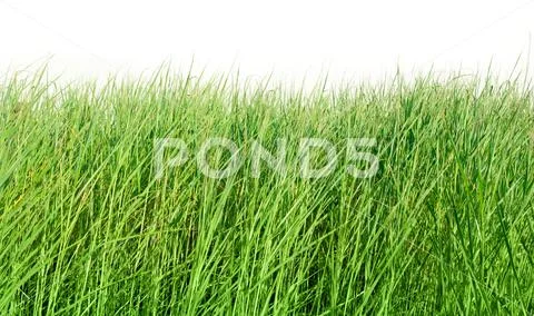 Grass Fotos Stock