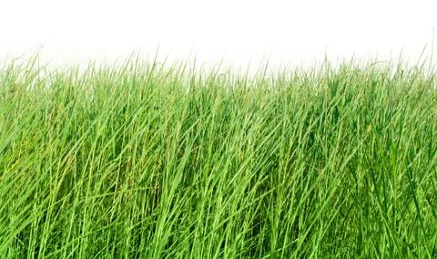 Grass Stock Photos