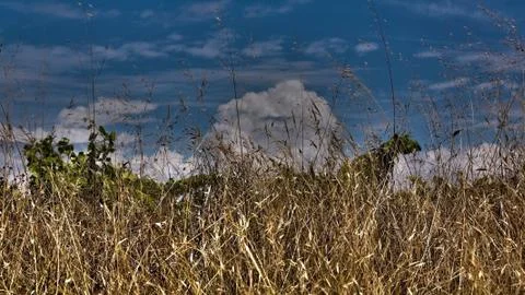 In the grass Stock Photos