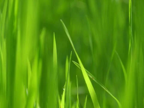 Grass Stock Photos