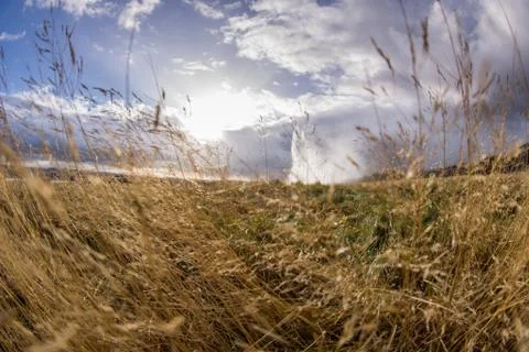 The Grass Stock Photos
