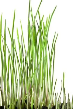 Grass Stock Photos