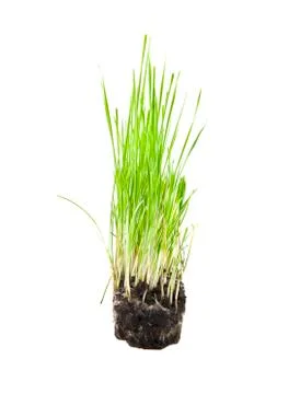 Grass Stock Photos