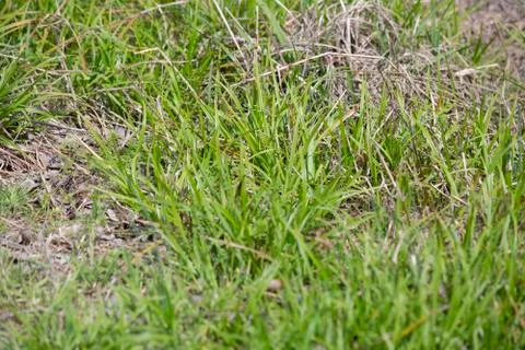 Grass Stock Photos