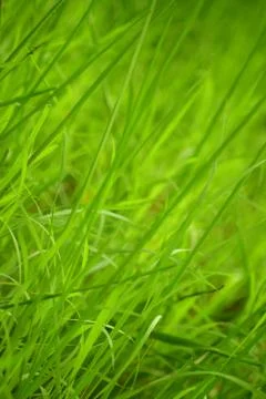 Grass Foto stock