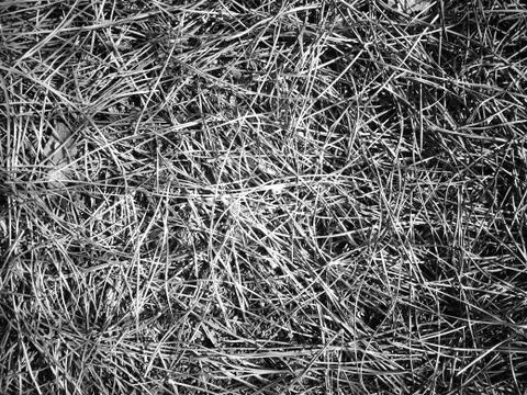 Grass Fotos de archivo