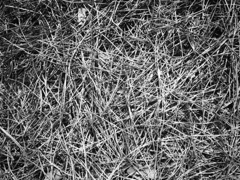 Grass Fotos de archivo