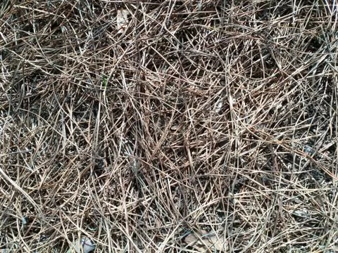 Grass 写真素材