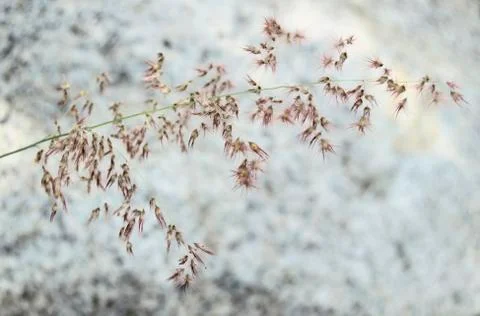 Grass Stock Photos