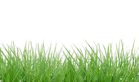 Grass Stock Photos