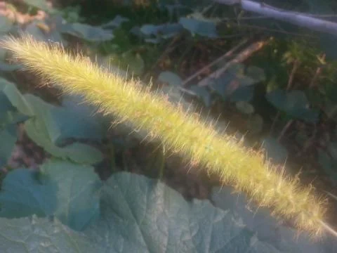 The grass 스톡 사진