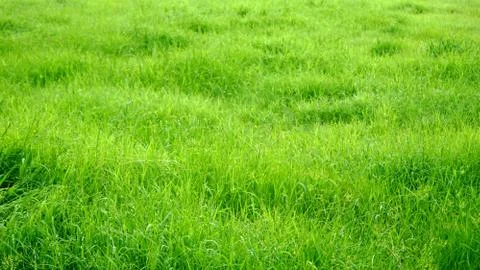 Grass Stock Photos