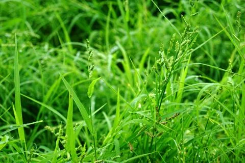 Grass Stock Photos