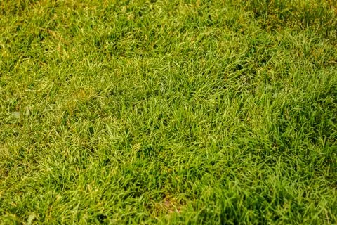 Grass Stock Photos