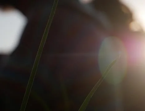 Grass Stock Photos