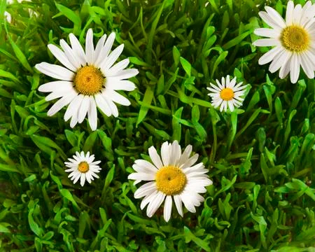 Grass Stock Photos