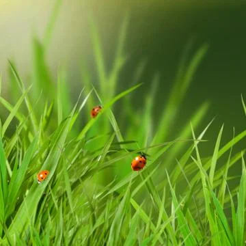 Grass Stock Photos
