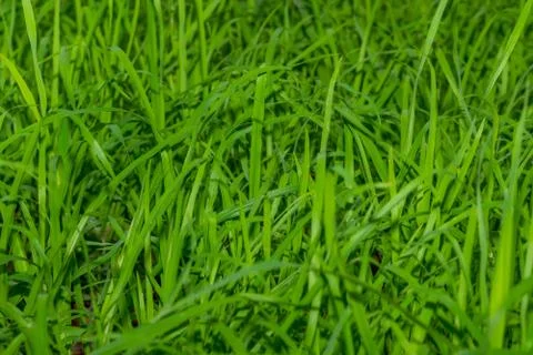 Grass Stock Photos