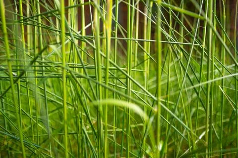 Grass Foto stock