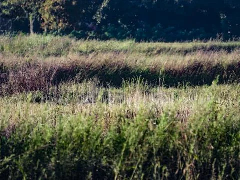 Grass Stock Photos