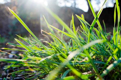 Grass Stock Photos