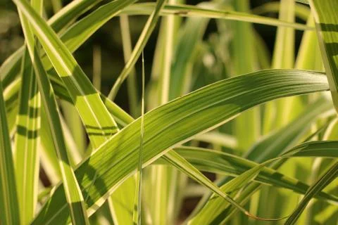 Grass Stock Photos