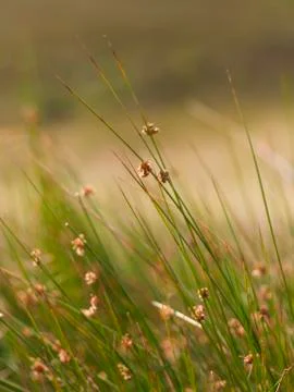Grass Stock Photos