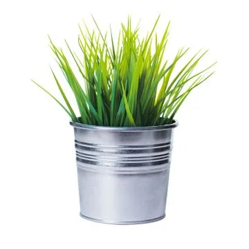 Grass Stock Photos
