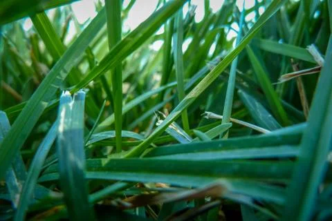 Grass Stock Photos