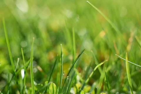 Grass Stock Photos