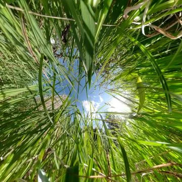 Into the grass Fotos Stock