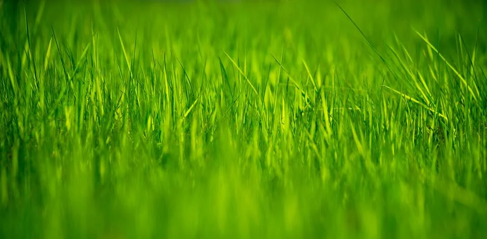 Grass Stock Photos