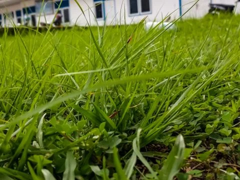 Grass Stock Photos