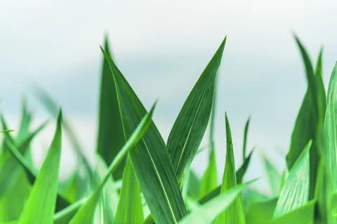 Grass Stock Photos