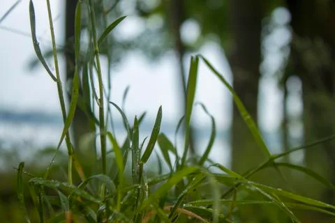 Grass Stock Photos