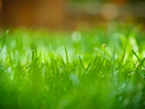 Grass Stock Photos