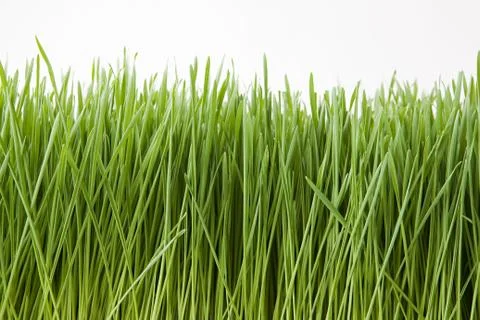 Grass Stock Photos