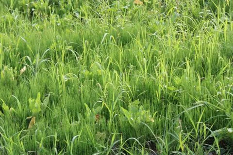 Grass Stock Photos