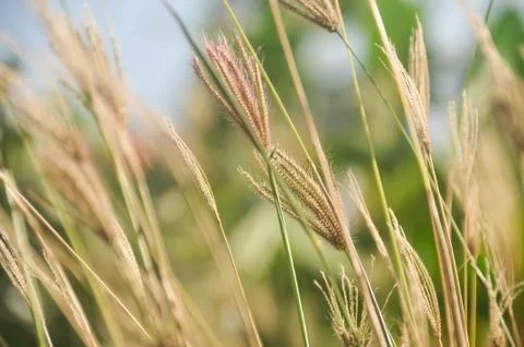 The Grass Stock Photos