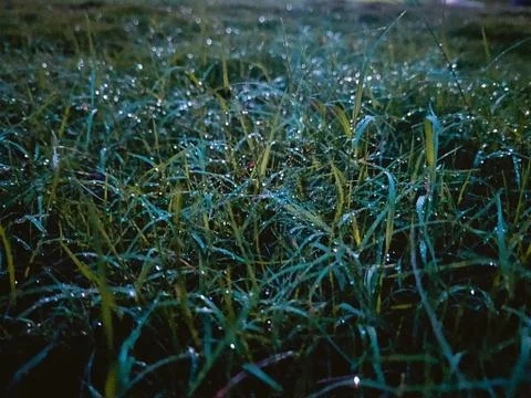 Grass Stock Photos