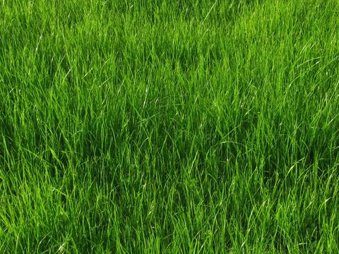 Grass Stock Photos
