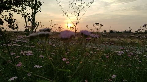 In the grass Stock Photos
