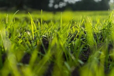 Grass Stock Photos